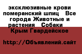 эксклюзивные крови-померанский шпиц - Все города Животные и растения » Собаки   . Крым,Гвардейское